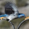 Woodhouse’s Scrub Jay with peanut butter