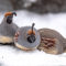 Gambel’s Quail, snow on the feeder tray