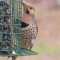 Northern (Yellow-shafted) Flicker