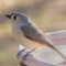 Tufted TItmouse