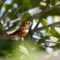 Allen’s Hummingbird sighting