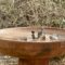 White-crowned Sparrow adults