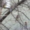 Small flock of Cedar Waxwings
