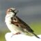 First time sighting for me–I think it is a House Sparrow