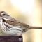 Trying to learn the Sparrows–     I think this is a Song Sparrow-another first sighting