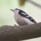 Backyard Songbirds – Finch Nest