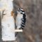 Male Downy Woodpecker eating peanut butter suet