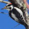 Hairy Woodpecker (male) – Jan. 7/2023