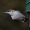 Brown headed Nuthatch