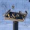 Evening grosbeaks feeding on a snowy March morning