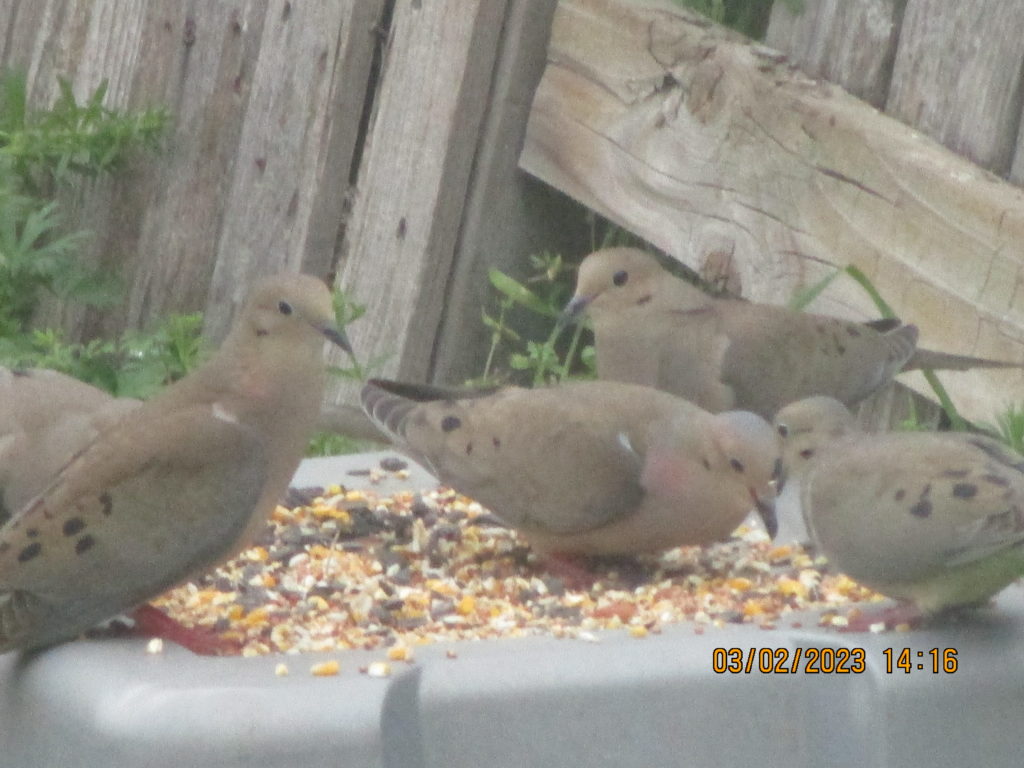 More Feeder Birds - FeederWatch