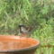 Perry drinking from the bird bath