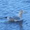 Iceland Gull (kumlieni) – Cheticamp, NS