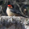 Red-bellied Woodpecker on the Paper Birch
