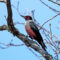 Rare Woodpecker for Missouri.