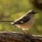 Northern Mockingbird with a curved bill