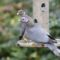 First of Spring  Band-tailed Pigeons