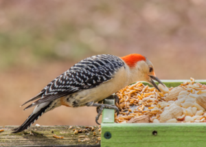 A medium-sized woodpecker with a bright red nape and black and white back perches on a green platform feeder while stretching to grab a peanut with its bill.