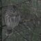 Barred owl harassed by Hairy Woodpeckers