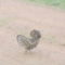 Ruffed Grouse (October 22/2023