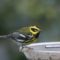 Townsend’s Warblers