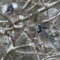 Blue Jays in snow-covered tree