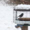 Bluebirds in snow