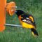 Early Arrival: Baltimore Oriole