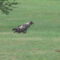 Immature Bald Eagle and American Crow