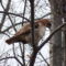 Red tailed Hawk Overhead!!