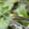 Cape  May Warbler
