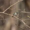 Spring Migration Magic! Golden-crowned Kinglet