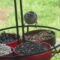 Chipping Sparrow at the new homemade feeder