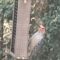 Red-bellied Woodpecker with a blush