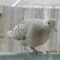 Baby Dove Closeups!