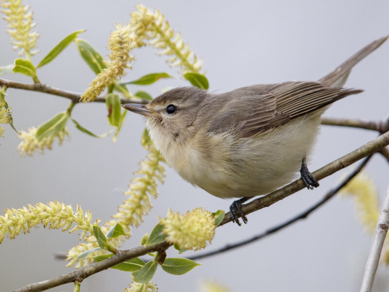 A songbird with drab brown above and white below with a thin eyeline perches on a branch surrounded by yellow catkins.
