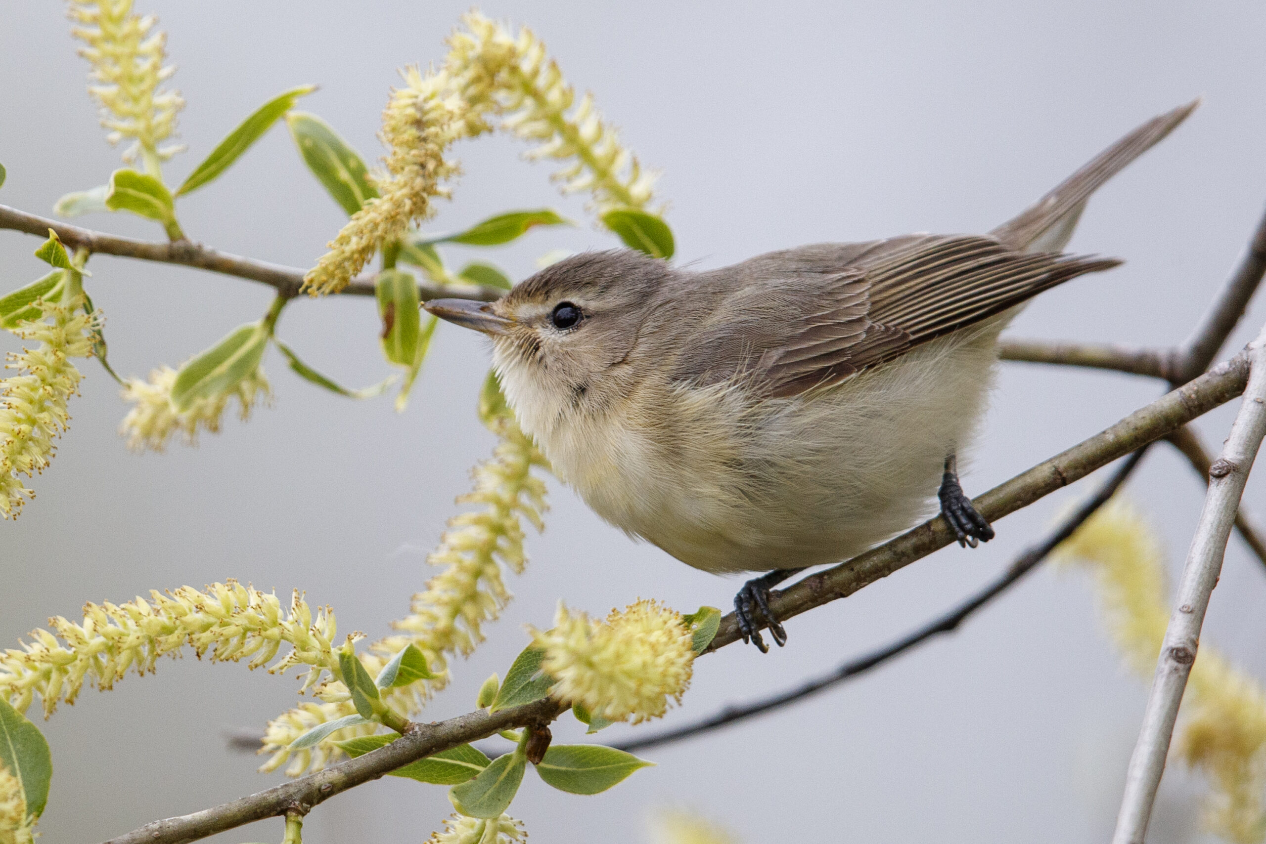 A songbird with drab brown above and white below with a thin eyeline perches on a branch surrounded by yellow catkins.