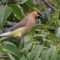 Waxwings in the front yard