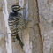 Nuttall’s Woodpecker (Female)