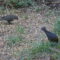 Pair of Cowbirds