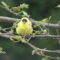 American Goldfinches