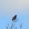 Red-tailed Hawk – 2022