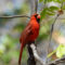 A Singing Cardinal