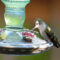 Ruby-throated Hummingbird: First Sighting of the Season