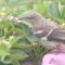Baby Mockingbird