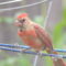 Better picture of the young  male cardinal