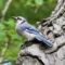 Quiet moment  for a Blue Jay