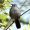 Catbird is staying in my yard-hoping for a pair