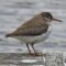 Spotted Sandpiper Daily On Dock