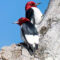 Red-headed Woodpeckers